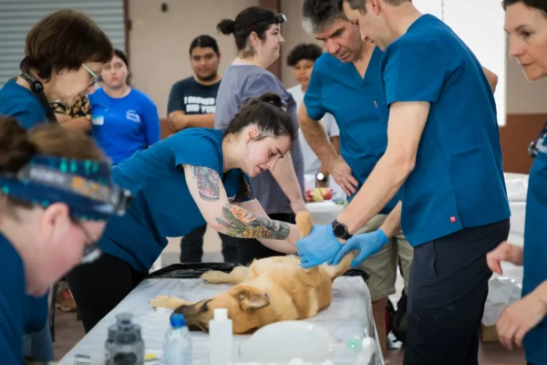 280 cats and dogs were spayed and neutered at last large clinic in 2024